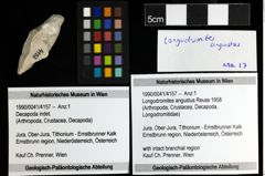 Foto (Objekt + Etiketten) von Longodromites angustus (Reuss 1858)